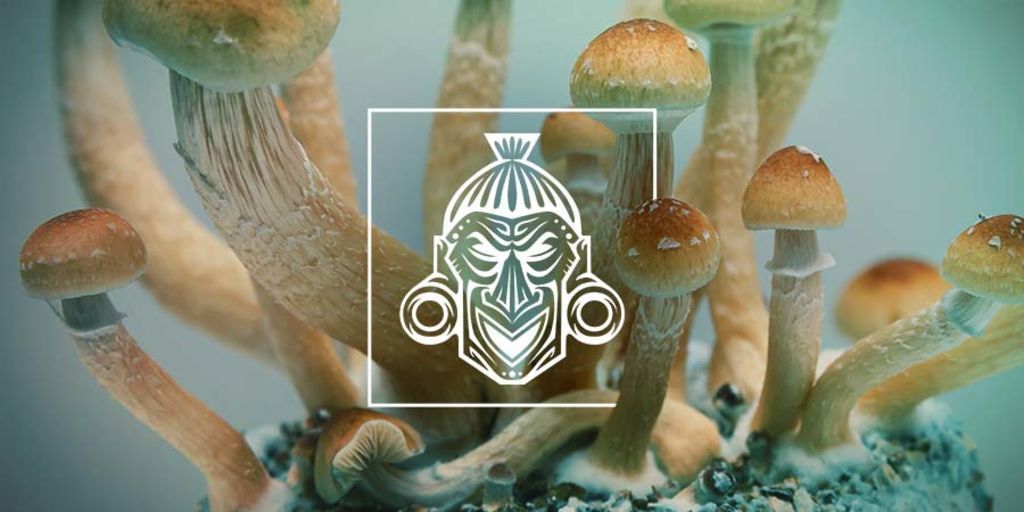 Kit de Culture de Champignons Magiques McKennaii (Ready-to-Grow Growkit)