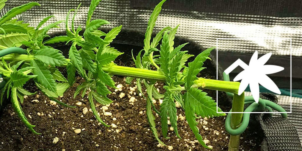 Super Cropping Cannabis: Everything You Need to Know