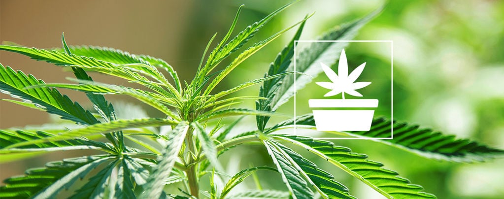 The Vegetative Phase Of Cannabis Cultivation