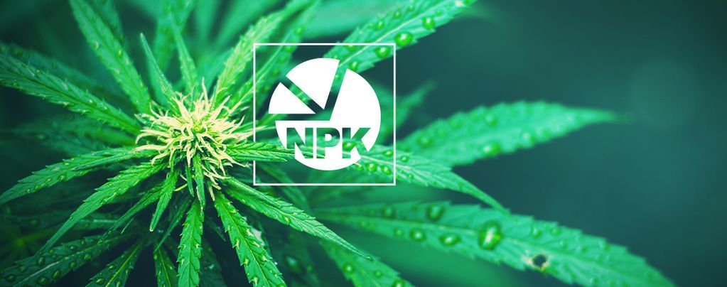 NPK: What Is The Best Ratio For Growing Cannabis