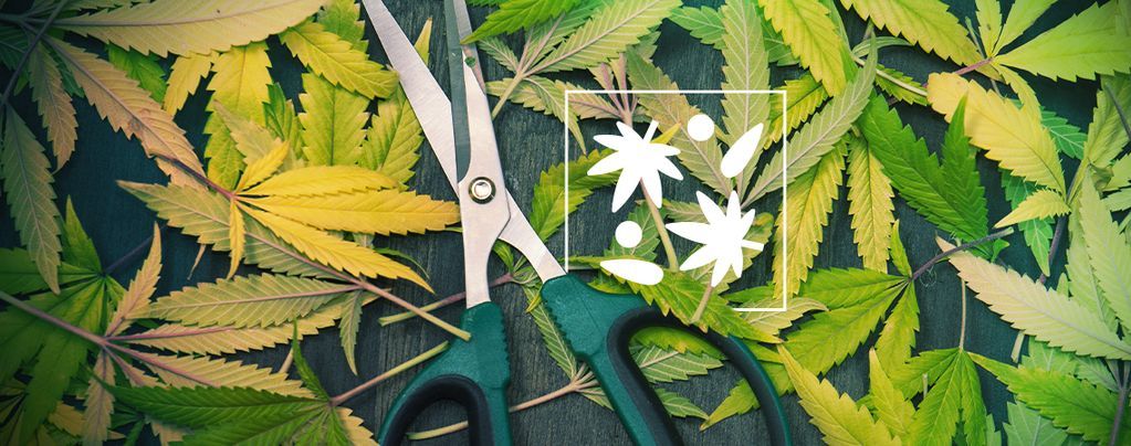 Learn how to make an all cannabis cigar (aka cannagar) wrapped in fan  leaves 