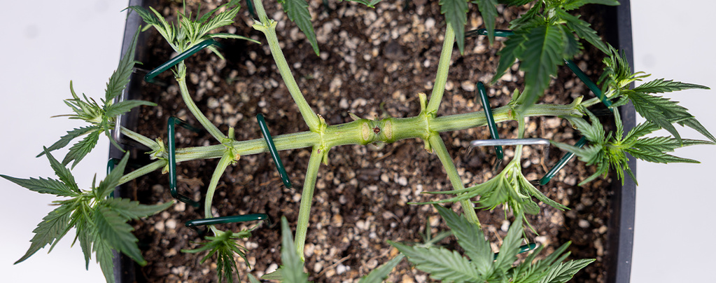 How to mainline cannabis: A complete manifolding guide