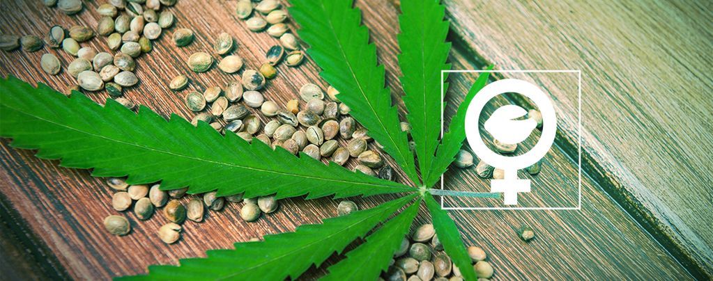 Cannabis-Samen sammeln
