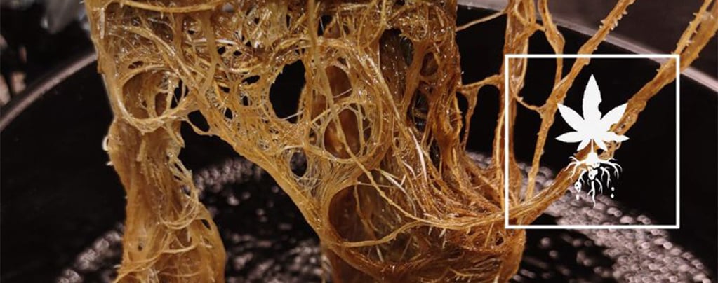 How to identify and fix cannabis root rot