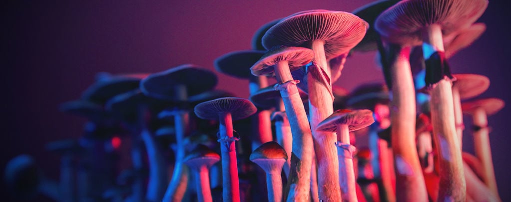 Everything About Psilocybe Cubensis 