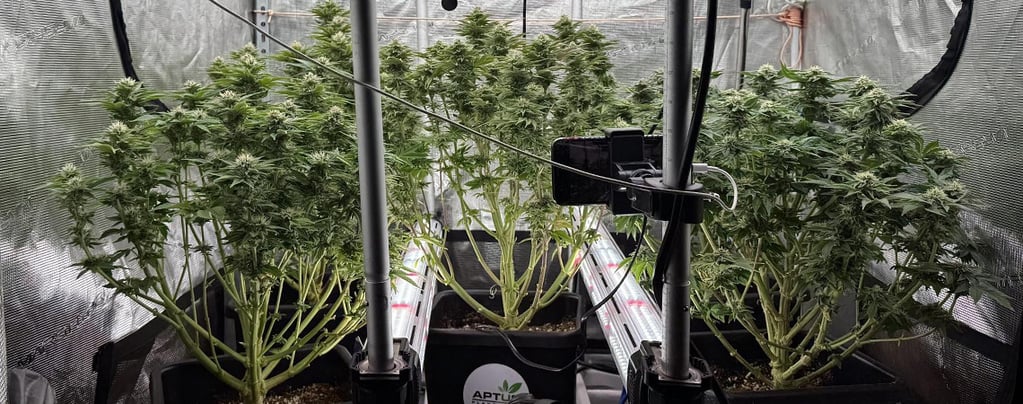 Intercanopy lighting in cannabis: Do or don’t?