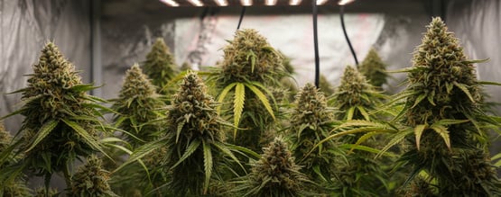 How to grow cannabis using 12/12 from seed