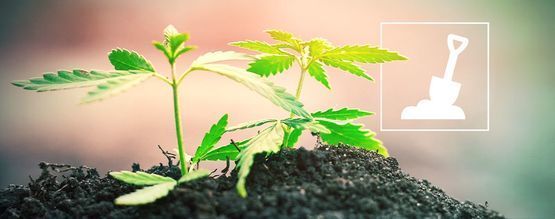 Everything You Need To Know About Growing Cannabis In Soil