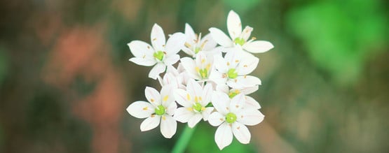 A Closer Look At The Dream Enhancing Silene Capensis