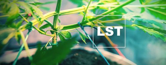 How And When To Low Stress Train Cannabis Plants