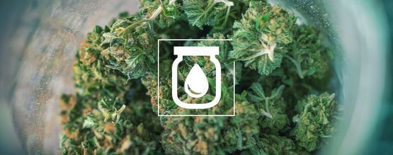 Water Curing Cannabis: What It Is And How to Do It