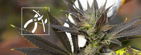 How To Harvest, Dry, And Cure Your Cannabis 