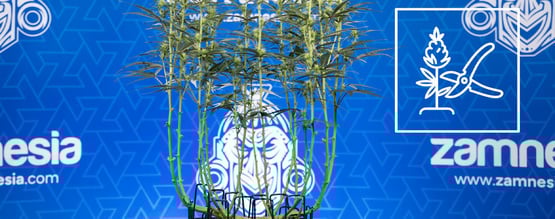 How to lollipop cannabis