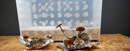PF Tek: Easily Grow Magic Mushrooms At Home