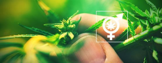 Why It's Important To Determine The Gender Of Your Cannabis Plants