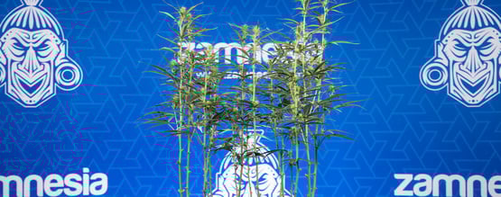 Cannabis Defoliation: Everything You Need To Know