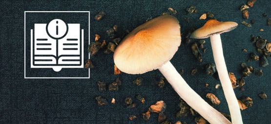 Magic Mushroom And Truffle Information