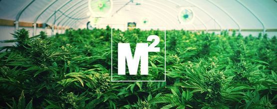 How Many Cannabis Plants Should You Grow Per Square Metre?