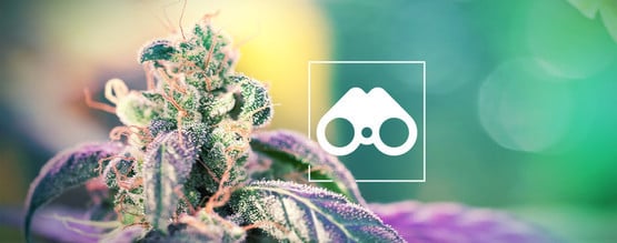 Cannabis Pheno Hunting: All You Need To Know