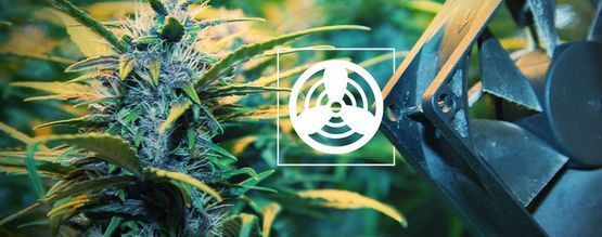 Ventilation In The Cannabis Grow Space