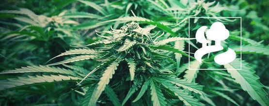 How To Guerrilla Grow Cannabis