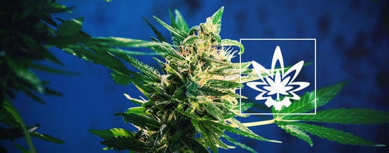 How to Maximise Yields With Autoflowering Cannabis