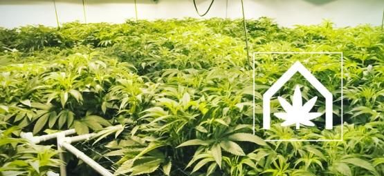 How To Create And Maintain The Ultimate Cannabis Grow Space