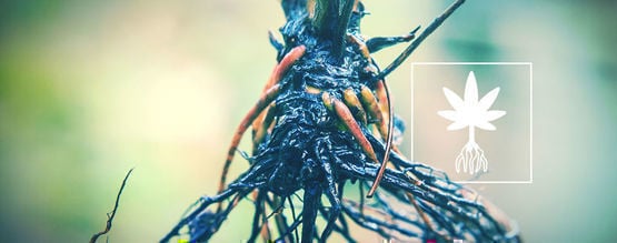 How To Identify And Fix Cannabis Root Rot