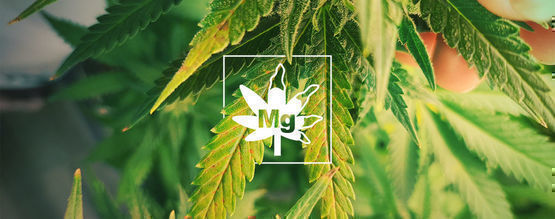 Magnesium Deficiency In Cannabis Plants 