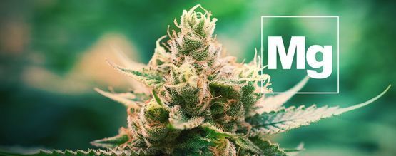 The Importance Of Magnesium For Cannabis Plants