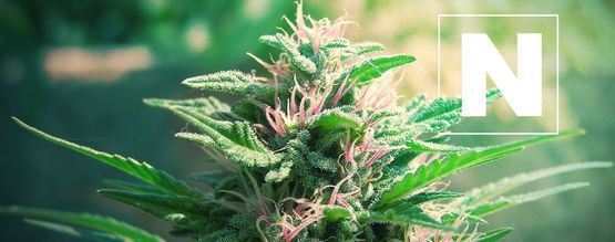 The Importance Of Nitrogen For Cannabis Plants