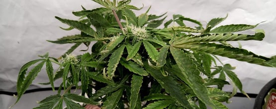 Fixing upward curling of cannabis leaves