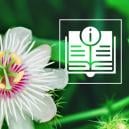 Passionflower: Everything You Need To Know