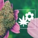 How To Grow Better Cannabis With Companion Plants