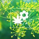 Cannabis Companion Planting: Dill