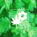 Cannabis Companion Planting: Coriander