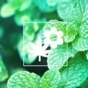 Cannabis Companion Planting: Mint