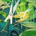 Pruning: Everything You Need To Know