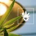 How Much Light Should You Give Autoflowers?