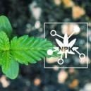 5 Key Factors Influencing Cannabis Nutrient Availability