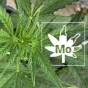 Molybdenum Deficiency In Cannabis Plants