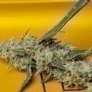 How to trim your cannabis 