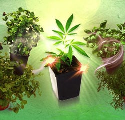Companion plants cannabis
