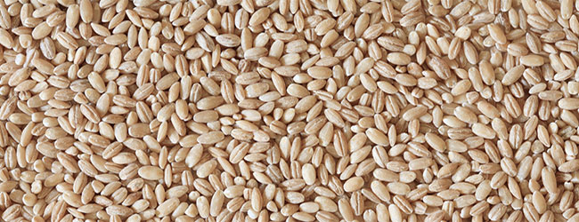 Barley for beer Barley for beer