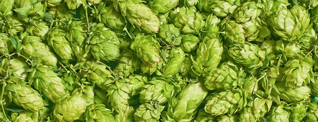 Hops for beer Hops for beer