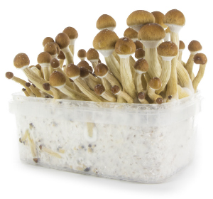 Grow kit Magic Mushroom grow kit