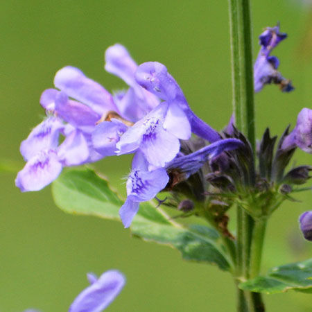 rolled skullcap