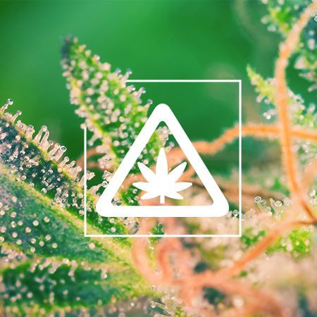 4 Ways To Measure Weed Without Scales - Zamnesia Blog