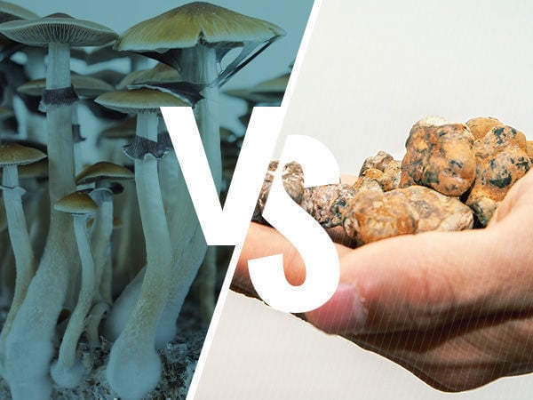 Hverdage Kapel Genbruge Magic Truffles And Magic Mushrooms: The Differences - Zamnesia