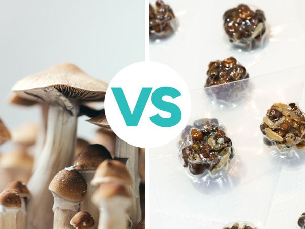 Hverdage Kapel Genbruge Magic Truffles And Magic Mushrooms: The Differences - Zamnesia